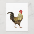 Search for strut postcards Animals