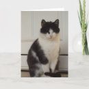 Recherche de amoureux les chats invitations Animaux de compagnie