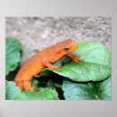 Recherche de salamander posters Orange