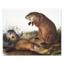 Recherche de canard sauvage posters Mammifère