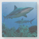 Search for cuba coasters Blue