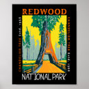 Search for redwood tree posters Redwood national park