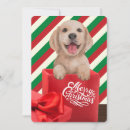 Search for golden retriever christmas cards Festive