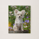 Search for chihuahua puzzles Puppy