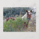 Search for corolla postcards Horses