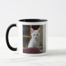 Search for kittens mugs Square