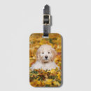 Search for mixed breed accessories Pet