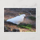 Search for crested horizontal postcards Wildlife photography