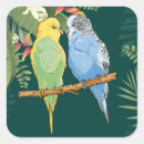 Search for cute budgie stickers Birds