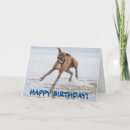 Recherche de anniversaire de boxeur Chien