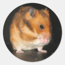 Search for pet hamsters stickers Animals