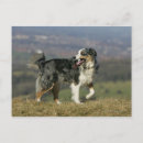 Recherche de pam cartes postales Collie bordure