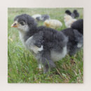 Search for farm puzzles Chicken