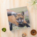 Search for pups binders Fox
