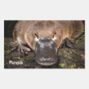 Search for platypus stickers Funny