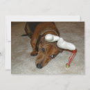 Recherche de dachund Teckel