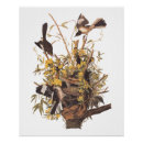 Search for mockingbird posters John james audubon