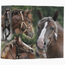 Search for chestnut binders Horses