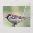 Recherche de épervier cartes postales Nature