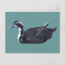 Recherche de canard noir cartes postales Nature