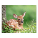 Recherche de cerf virginie posters Animal