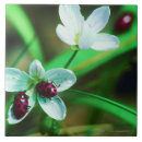 Search for selective focus tiles Animal