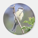 Recherche de chanteur magnets Oiseaux chanteurs