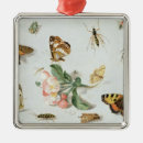Search for insects ornaments Beetle