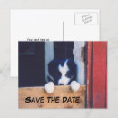 Search for border collie puppy invitations Animal