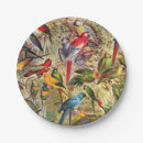 Search for parrot plates Macaw