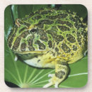 Recherche de crapaud dessous de verres Amphibien