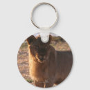 Search for lion photo keychains Big cat