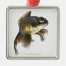 Search for goldfish ornaments Full length