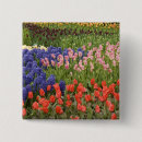 Search for aka buttons Hyacinth