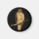 Search for red tail magnets Animal