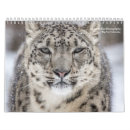 Search for snow leopard calendars Lion