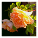 Recherche de floral posters Orange