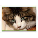 Recherche de longs cheveux photographie Chat