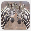 Search for zebra animal print stickers Equus quagga