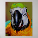 Search for gold macaw posters Parrot