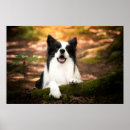 Recherche de black and white dog posters Collie