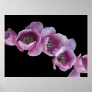 Recherche de tulipe violette posters Tulipes