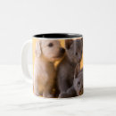 Recherche de russe bleu tasses Animaux de bébé