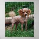 Search for poodles posters Red