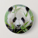 Search for giant panda buttons Nature