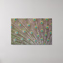 Search for peacock feather canvas prints Animals