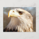 Search for bald eagles postcards Wildlife