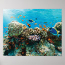 Search for coral reef posters Nature