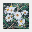 Recherche de marguerites refrigérateur magnets Fleurs blanches