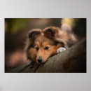Search for animal posters Cute baby animal
